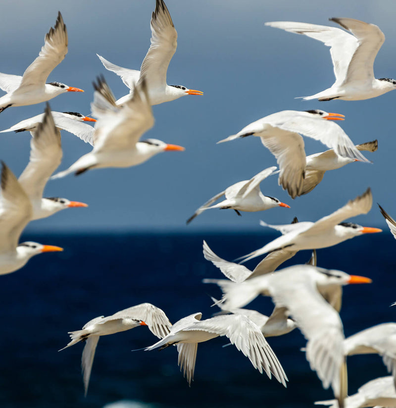 Ingredient Icon for THE ARCTIC TERN